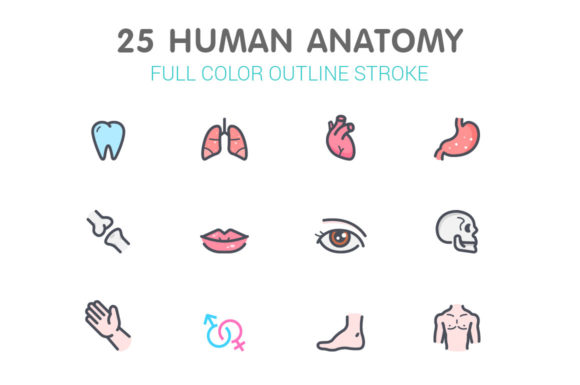 Human Anatomy Color Icon: A Designer's Toolkit for Visual Clarity